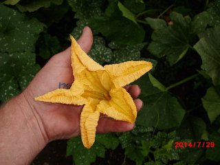 A young C. argyrosperma cushaw fruit grows on the vine