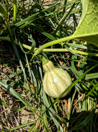 A young C. argyrosperma cushaw fruit grows on the vine