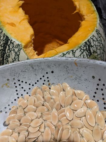 Saved seeds in a colander