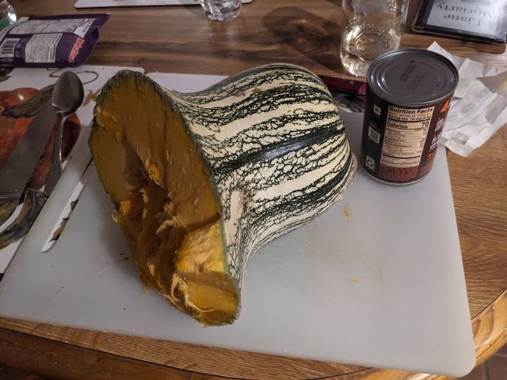 The cut neck of a large cushaw squash fruit